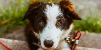 Guerra in Ucraina, anche animali in emergenza